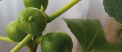 Foråret 2019: Nyt nummer af bladet