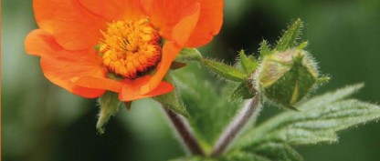 Nyt blad - april 2020