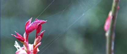 Nyt Livs blad nr. 1-2018